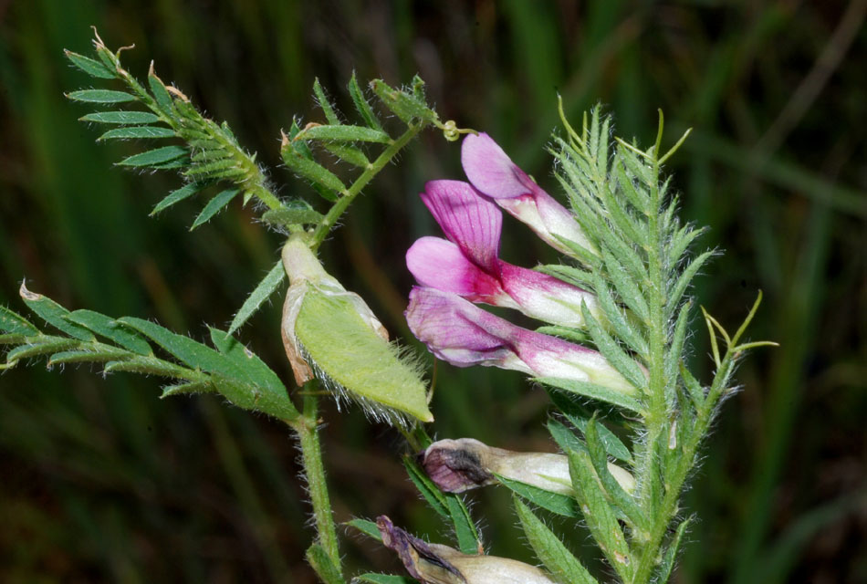 Vicia lutea subsp. vestita / Veccia gialla